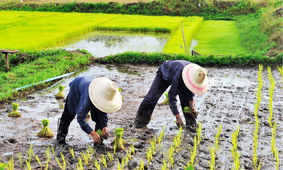 جدیدترین قیمت انواع برنج ایرانی در اسفندماه 
