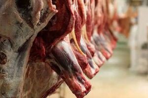 افغانستان دست بردار ایران نیست ! / پای دام افغان ها به بازار گوشت باز شد !