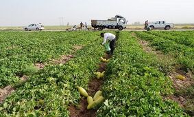 حکم دیوان به خروج پیاز و بادمجان از لیست ممنوعه!