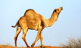 قیمت شتر  طی 10سال 47 برابر شد/ یک شتر زنده جوان در بازار چند؟

