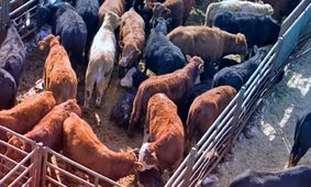 گرانی به بازار دام رسید؟ + جدول قیمت