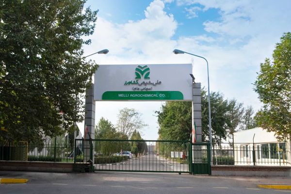 شملی در دو روز پیاپی با صف خرید روبه‌رو شد