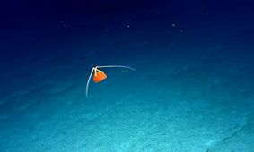 دانشمندان برای اولین‌بار از یک عروس دریایی که همنوع خود را می‌خورد، فیلم گرفتند [تماشا کنید]