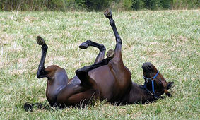 رسوایی کثیف و بدون خجالت برای زنان !