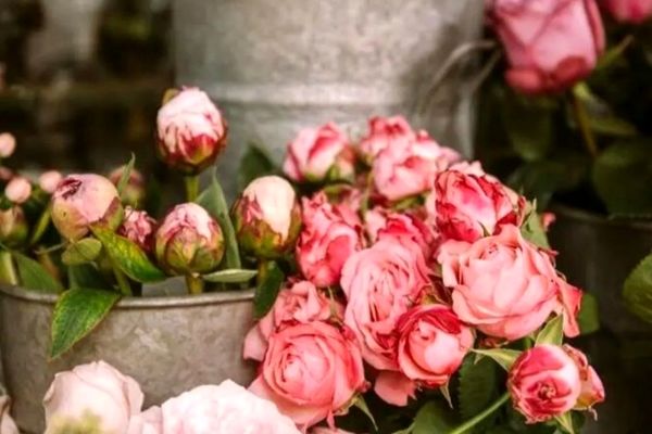 گل‌های گران‌تر از طلا؛ فاجعه قیمت‌ها در روز مادر!