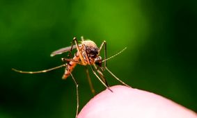 کشف یک پادتن جدید برای پیشگیری از مالاریا
