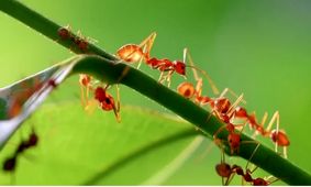 دانشمندان تعداد مورچه های جهان را تخمین زدند؛ ۲.۵ میلیون برابر انسان‌ها!