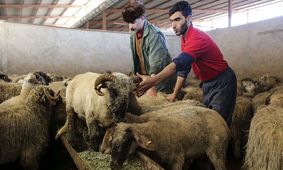 قیمت دام زنده چند است؟