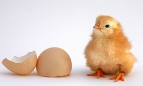 خلع سلاح گرانی مرغ و تخم مرغ