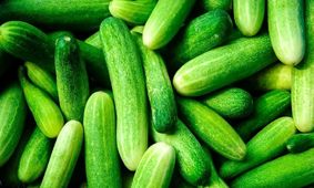 بحران کم‌آبی و افزایش بی‌سابقه قیمت خیار!