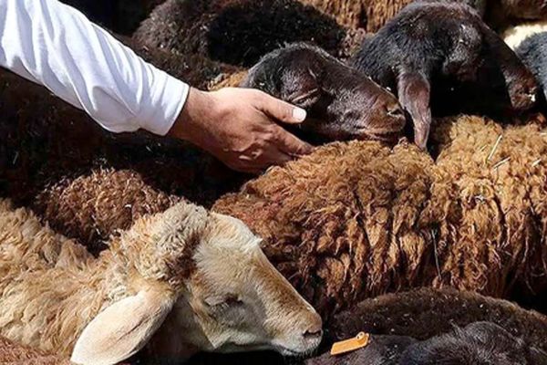 قیمت دام زنده امروز 22 خرداد ۱۴۰۴ / تهران گوی سبقت را از دیگر استان‌ها ربود + جدول