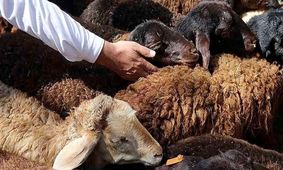 قیمت دام زنده امروز 22 خرداد ۱۴۰۴ / تهران گوی سبقت را از دیگر استان‌ها ربود + جدول