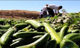 قیمت خیار در سربالایی و پیاز در سرازیری+جدول