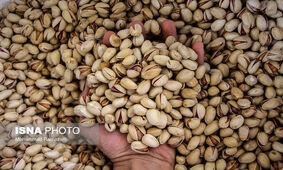 وضعیت صادرات پسته / روسیه و امارات  در صدر مشتریان طلای سبز ایران