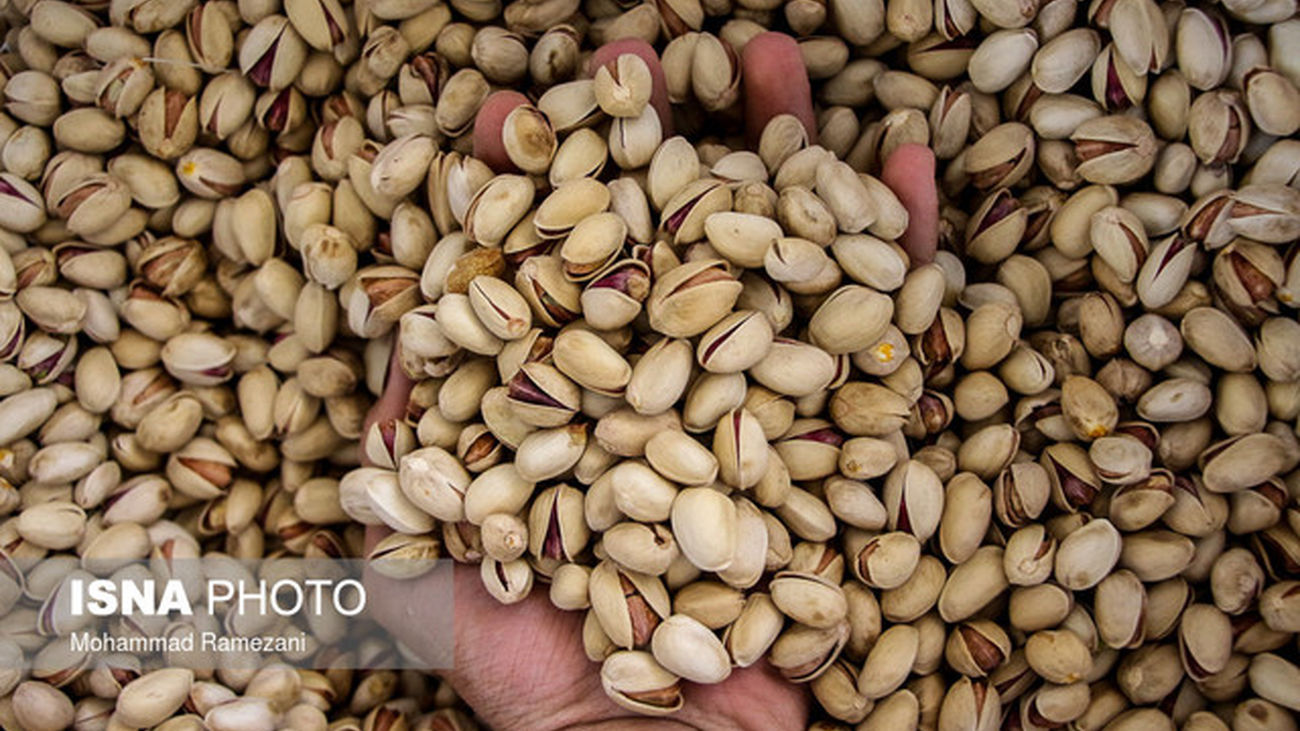 وضعیت صادرات پسته / روسیه و امارات در صدر مشتریان طلای سبز ایران