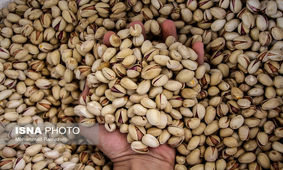 وضعیت صادرات پسته / روسیه و امارات  در صدر مشتریان طلای سبز ایران