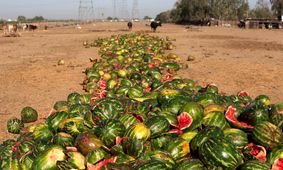 خودکفایی ایران در نهاده دامی با غنی‌سازی ضایعات کشاورزی