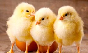 وعده جهاد کشاورزی روی هوا ماند + فیلم