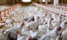 خام‌فروشی نهاده‌ها؛ بلای جان مرغداری و ارز کشور + جزییات