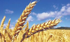 خبر فوری/ جزئیات پرداخت مطالبات گندمکاران و قیمت تازه گندم