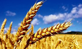 خبر فوری/ جزئیات پرداخت مطالبات گندمکاران و قیمت تازه گندم