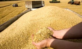 پرداخت 95 درصد مطالبات گندمکاران در سالی با افت 35 درصدی خرید گندم