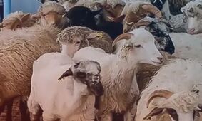 قیمت دام زنده امروز ۱۱ مرداد ۱۴۰۴ + جدول