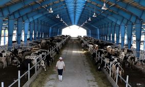 قیمت دام زنده امروز ۲۶ آبان 1404 + جدول