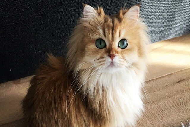 بررسی حرکات گربه برای درمان آسیبهای نخاعی