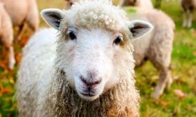 گران‌ترین و ارزان‌ترین دام زنده در کدام شهرهاست؟