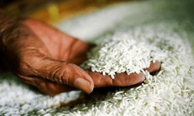 علت اصلی قیمت 350 هزار تومانی برنج رسماً اعلام گردید