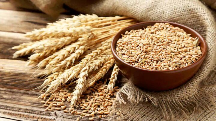 نرخ هر کیلو گندم برای خرید تضمینی مشخص شد