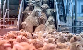 قیمت دام زنده امروز 29 مهر 1404 + جدول