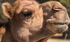 قیمت شتر ۱۴۰۴ / نکات مهم برای خریداران 