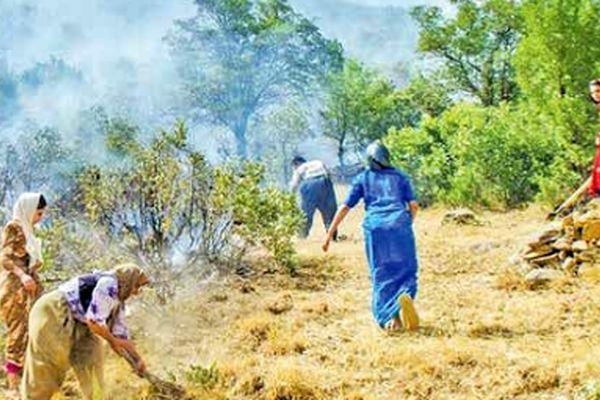 جنگل سوخته غم انگیز است