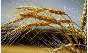 خبر خوش برای گندمکاران/ مطالبات پرداخت شد؟
