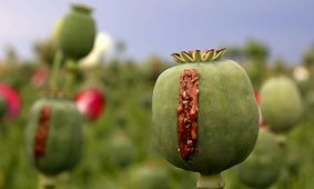 تریاک هم گران شد! 