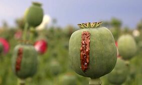 تریاک هم گران شد! 