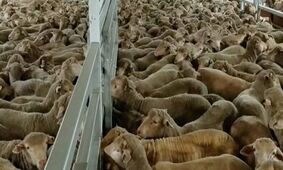 گوشت های خارجی آبروی دولت را حفظ می کند؟