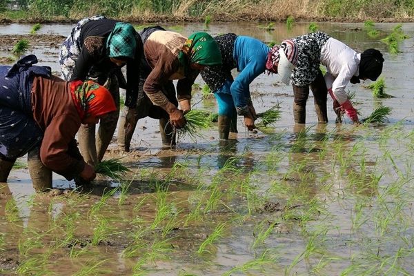 قیمت واقعی برنج حداکثر ۲۰۰ هزار تومان است، نه بیشتر/!هشداردرباره گرانی برنج، اگر نظارت نباشد، سفره مردم آسیب می‌بیند
