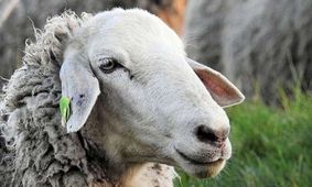 قیمت دام زنده امروز ۱۶ بهمن ۱۴۰۳/ قیمت گوساله جهش کرد!