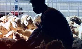 قیمت دام زنده امروز 10 خرداد 1404/ ارزان ترین و گران ترین استان ها کدامند؟