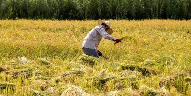 ادعای اشتغال زایی فوق العاده در روستاها