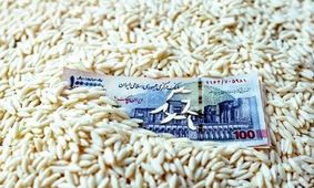 برنج روز به روز گران‌تر می‌شود؛ قیمت‌ها از کنترل خارج شد!