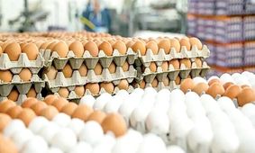 شوک بزرگ در بازار مواد غذایی / گوشت ارزان، روغن و شکر قفل شد!