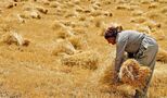 خبر خوش برای کشاورزان / زمان پرداخت مطالبات گندمکاران مشخص شد 