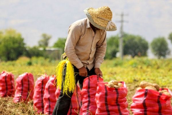 خبرهایی درباره سیب زمینی و پیاز