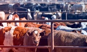 جدیدترین قیمت دام زنده امروز 31 شهریور 1404 + جدول