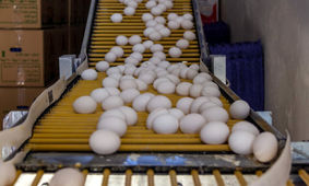 پیش‌بینی قیمت تخم مرغ در سال 1403
