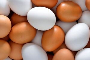 وعده کاهش قیمت تخم مرغ در روزهای آینده / تخم‌مرغ از قله گرانی پایین آمد